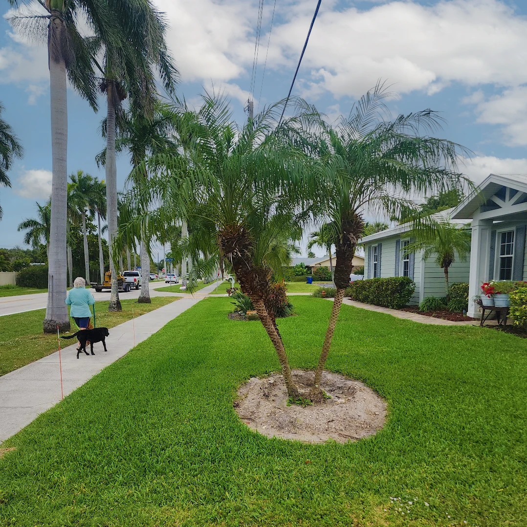 A woman walking a dog down a sidewalk next to a palm tree